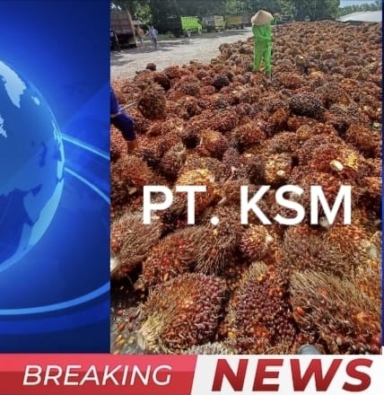 Potongan Timbangan PT KSM Masih Tinggi, Petani Sawit Menjerit dan Desak Transparansi Masyarakat Mendesak Pemerintah Bertindak