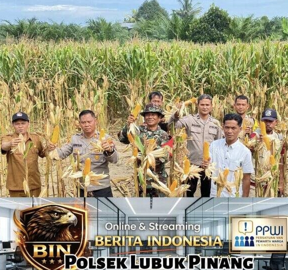 Bhabinkamtibmas Polsek Lubuk Pinang Kawal Panen Raya Jagung 1,8 Ton di Desa Lubuk Pinang