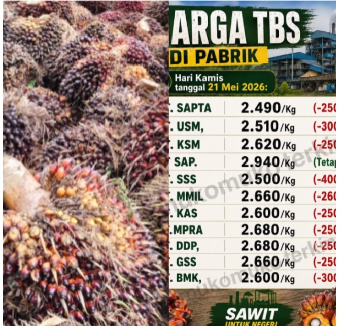 Harga TBS Terjun Bebas Jadi Polemik Perekonomian Masyarakat Mukomuko