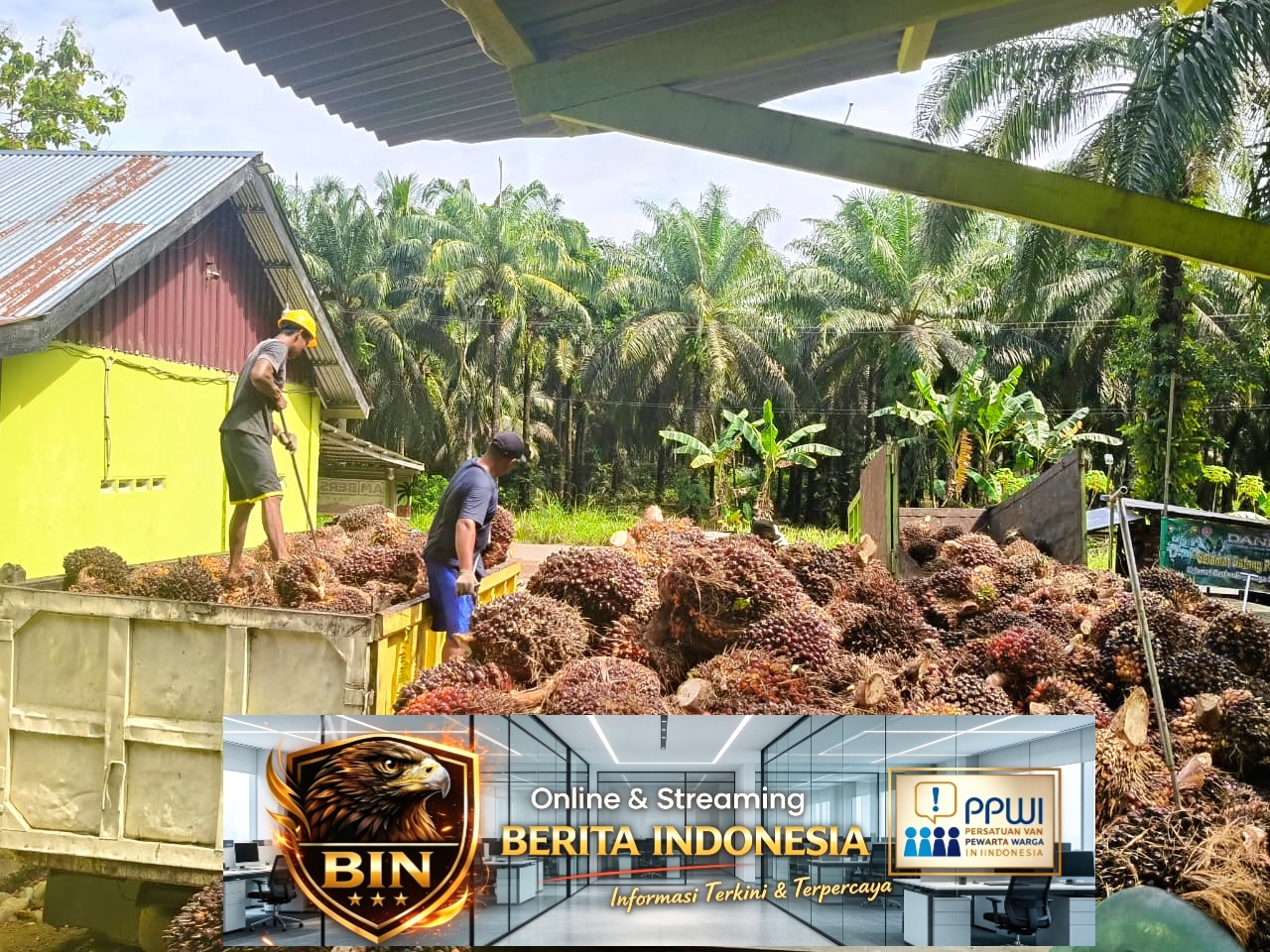 Petani Sedikit Lega Harga Sawit Merangkak Naik Di Pasaran